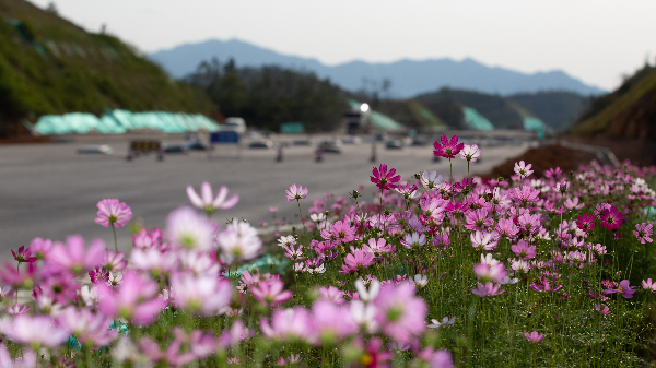 紫惠高速边坡的花草迎风绽放，绚烂多姿（摄影：曾峻）.jpg