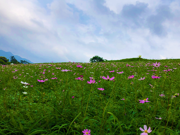 惠清高速沿线花草丰茂（摄影：韩强）.jpg